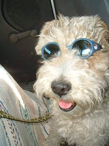 Dalton a rejoint le concours — aidez-le/la à gagner de superbes lots ! briquet_griffon_vendeen, canidae, carnivore, cockapoo, companion_dog, dog, dog_breed, dutch_smoushond, maltese, mammal, miniature_schnauzer, poodle_crossbreed, rare_breed_dog, schnoodle, small_terrier, snout, sporting_lucas_terrier, terrier, vertebrate, west_highland_white_terrier