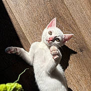 Cléo a rejoint le concours — aidez-le/la à gagner de superbes lots ! kitten, cat, white_cat, pet, playful, indoor, wood_floor, sunlight, shadow, paw, fur, animal, cute, toy, young_cat, whiskers, ears, nose, relaxing, curious