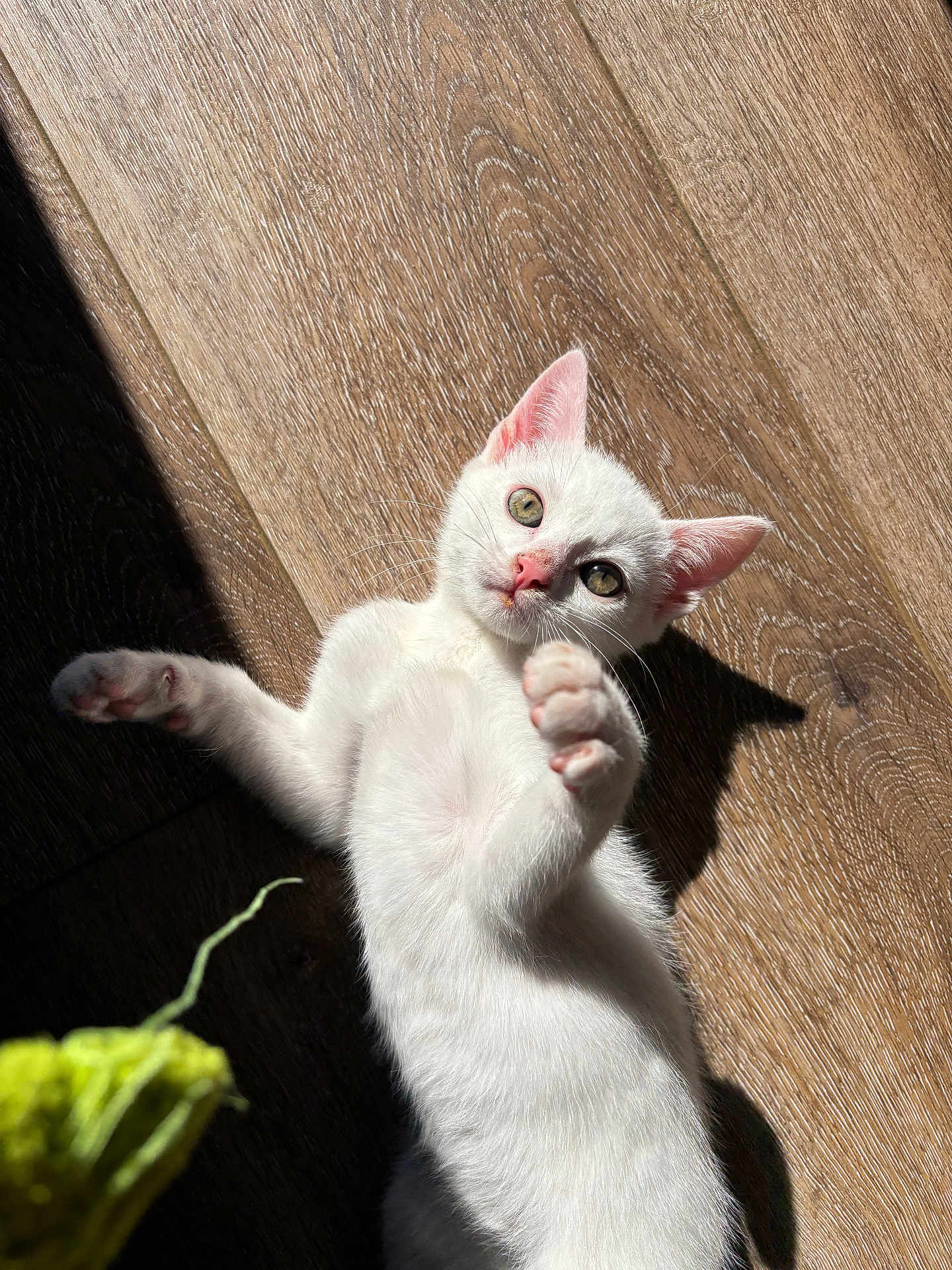 Cléo a rejoint le concours — aidez-le/la à gagner de superbes lots ! kitten, cat, white_cat, pet, playful, indoor, wood_floor, sunlight, shadow, paw, fur, animal, cute, toy, young_cat, whiskers, ears, nose, relaxing, curious