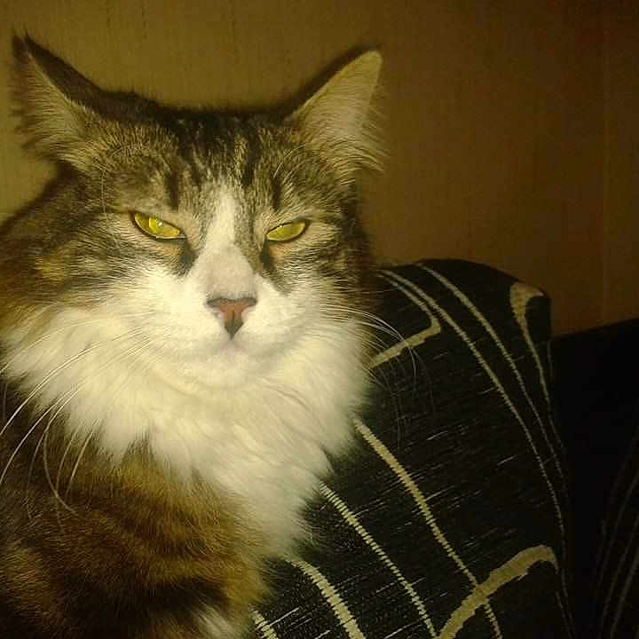 Nutella a rejoint le concours — aidez-le/la à gagner de superbes lots ! abyssinian, angora, animal, blanket, cat, chair, couch, cushion, face, furniture, head, homedecor, indoors, kitten, manx, person, pet, photography, portrait, sleeping