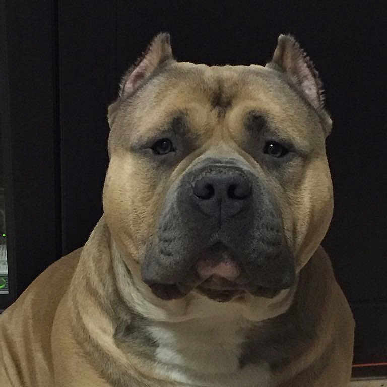 Wolf a rejoint le concours — aidez-le/la à gagner de superbes lots ! animal, boxer, bulldog, canine, dog, face, frenchbulldog, head, indoors, interiordesign, person, pet, photography, pitbull, plant, portrait, pottedplant, puppy, snout, whitedog