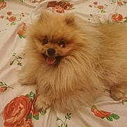 Youpie a rejoint le concours — aidez-le/la à gagner de superbes lots ! animal, bed, blanket, cute, dog, ears, eyes, face, floral_pattern, fluffy, fur, happy, indoor, lying_down, nose, pet, pomeranian, small_dog, smiling, tongue_out
