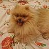 animal, bed, blanket, cute, dog, ears, eyes, face, floral_pattern, fluffy, fur, happy, indoor, lying_down, nose, pet, pomeranian, small_dog, smiling, tongue_out