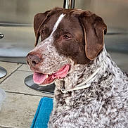 Marley a rejoint le concours — aidez-le/la à gagner de superbes lots ! animal, brown_and_white, canine, collar, companion, dog, domestic, ears, fur, indoor, metal_chair, muzzle, pet, portrait, relaxed, resting, side_view, speckled, tile_floor, tongue_out