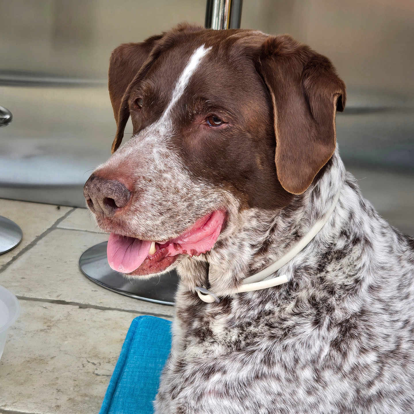 Marley a rejoint le concours — aidez-le/la à gagner de superbes lots ! animal, brown_and_white, canine, collar, companion, dog, domestic, ears, fur, indoor, metal_chair, muzzle, pet, portrait, relaxed, resting, side_view, speckled, tile_floor, tongue_out