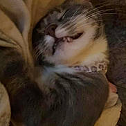 Willow is registered to the contest to win money with this photo: cat, sleeping, cozy, blanket, fur, whiskers, indoor, pet, animal, cute, relaxed, closeup, feline, teeth, resting, comfort, collar, domestic, snuggled, soft