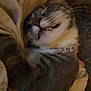 cat, sleeping, cozy, blanket, fur, whiskers, indoor, pet, animal, cute, relaxed, closeup, feline, teeth, resting, comfort, collar, domestic, snuggled, soft