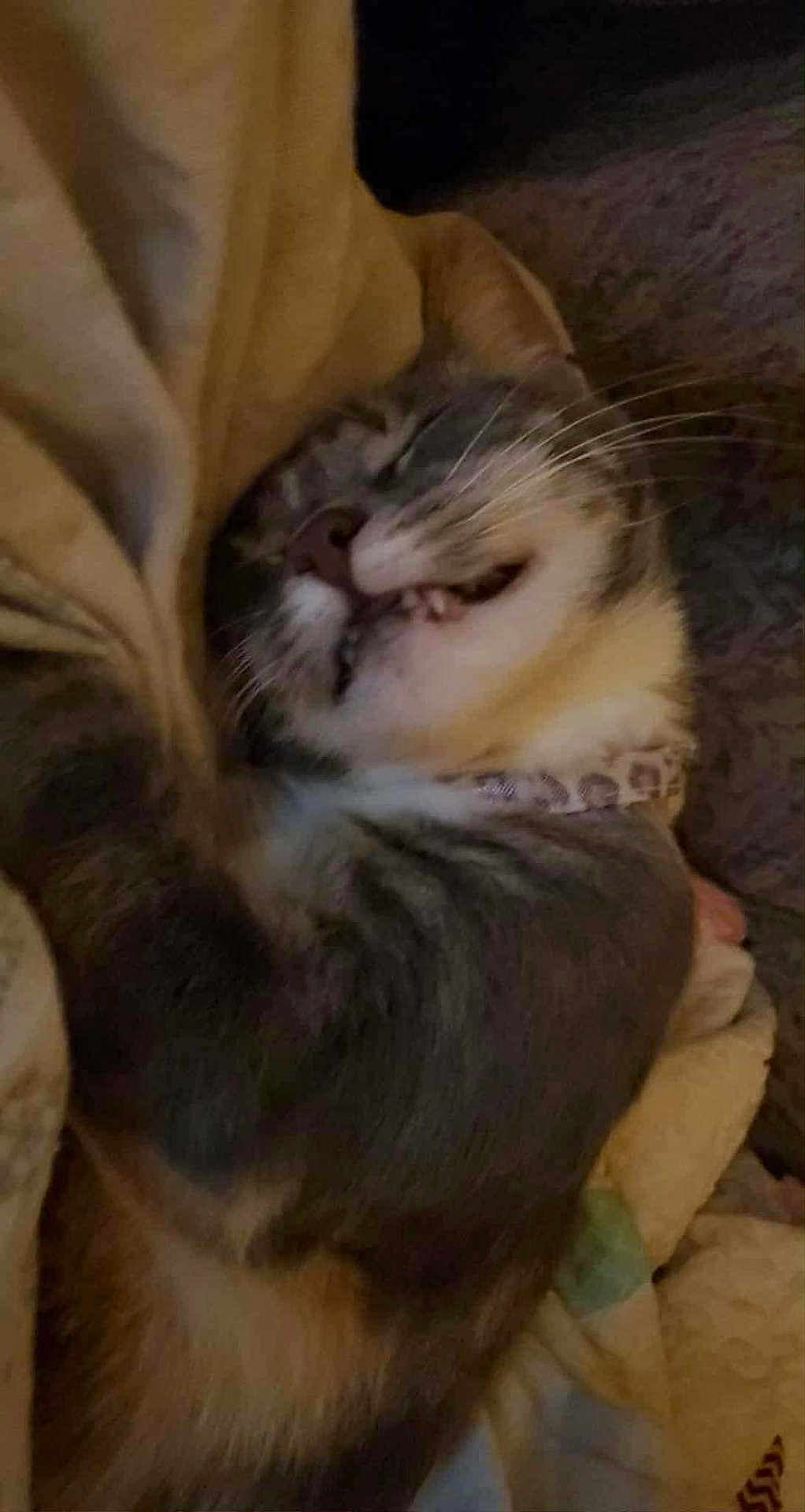 Willow is registered to the contest to win money with this photo: cat, sleeping, cozy, blanket, fur, whiskers, indoor, pet, animal, cute, relaxed, closeup, feline, teeth, resting, comfort, collar, domestic, snuggled, soft
