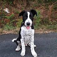 Tao a rejoint le concours — aidez-le/la à gagner de superbes lots ! dog, puppy, black_and_white, sitting, tongue_out, outdoor, road, pavement, grass, plants, bushes, nature, young, pet, animal, fur, canine, friendly, cute, alert