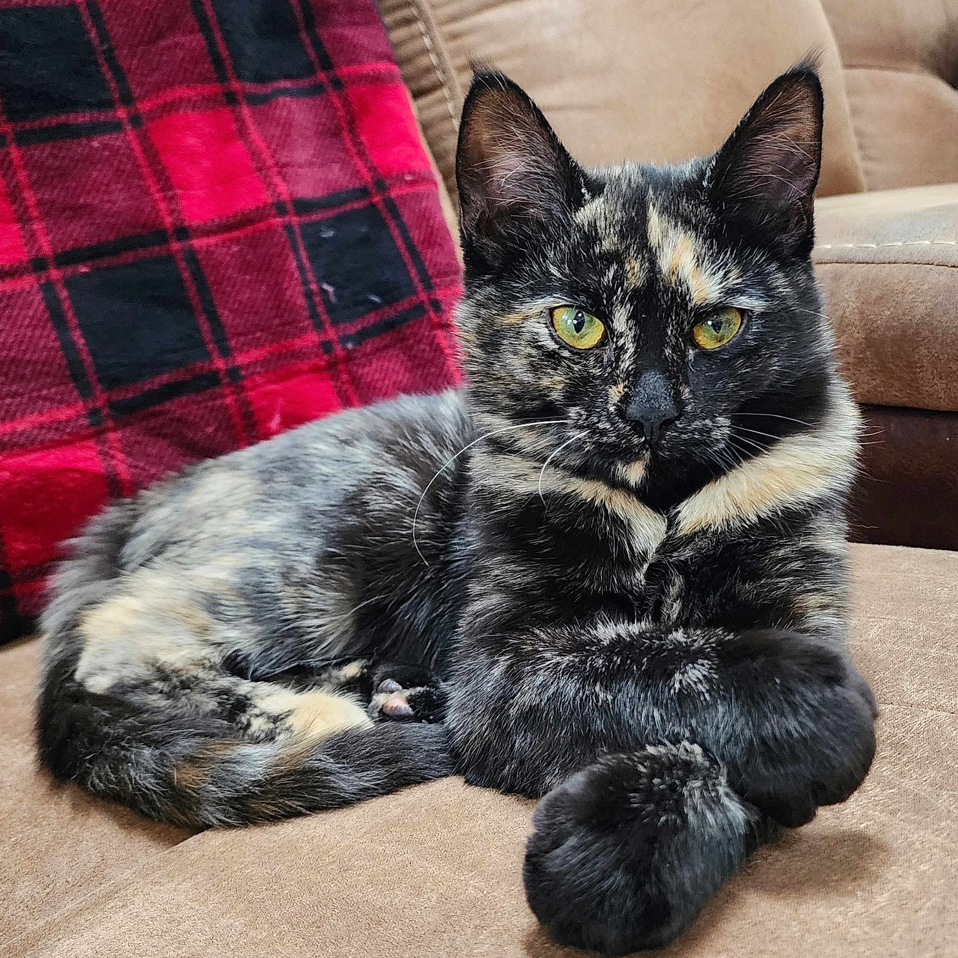 Scarlet
