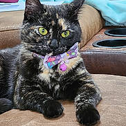 Scarlet is registered to the contest to win money with this photo: animal, bow_tie, cat, closeup, colorful, couch, cute, domestic_cat, fluffy, furniture, green_eyes, indoor, mammal, paw, pet, portrait, relaxed, resting, tortoiseshell, whiskers