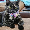 cat, tortoiseshell, bow_tie, pet, indoor, couch, furniture, relaxed, green_eyes, closeup, animal, mammal, whiskers, paw, cute, domestic_cat, portrait, fluffy, resting, colorful
