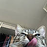 cat, tabby, pet, animal, feline, close_up, face, tongue, blep, whiskers, ears, eyes, nose, fur, striped, gray, portrait, indoor, closet, clothing