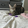 cat, tabby_cat, pet, animal, bed, bedroom, white_bedding, blanket, pink_blanket, purple_rings, storage_cubes, shelving, indoor, home, relaxed, sitting, lying_down, striped_fur, green_eyes, portrait