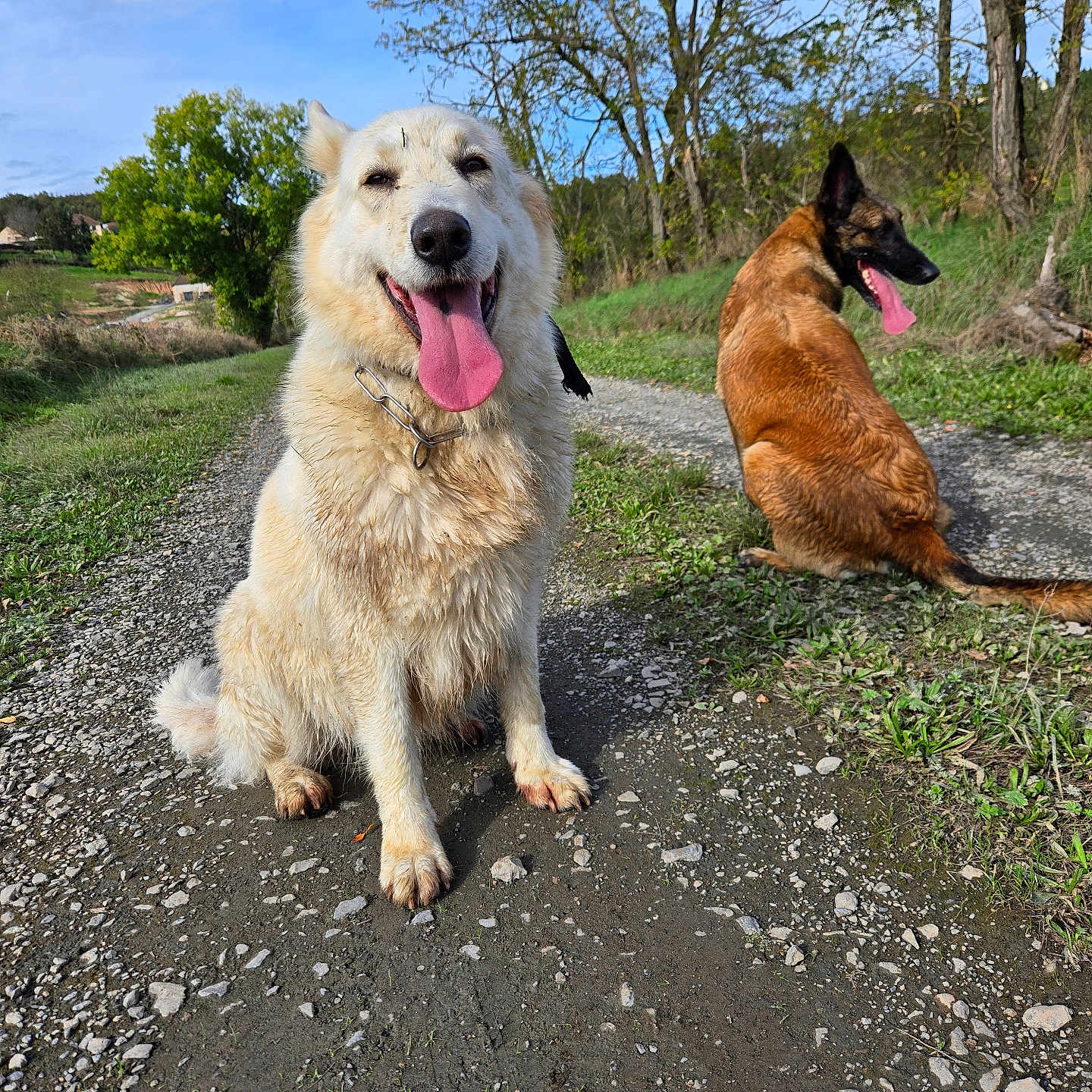 Mila a rejoint le concours — aidez-le/la à gagner de superbes lots ! accessories, animal, canine, dog, field, goldenretriever, grass, gravel, hound, husky, nature, outdoors, path, pet, plant, road, soil, strap, tree, vegetation