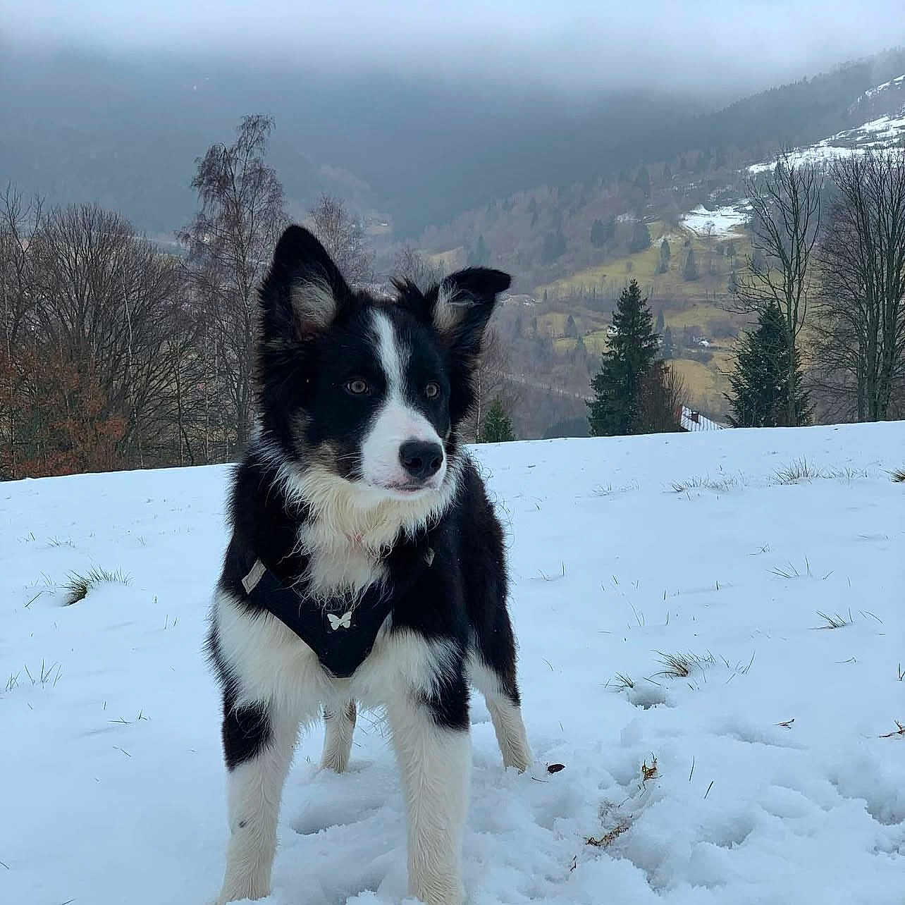 Smaug participe au concours pour gagner de l'argent avec cette photo : animal, canine, collie, dog, fir, husky, land, nature, outdoors, pet, plant, puppy, racket, sky, snow, sport, tennis, tree, vegetation, woodland