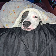 Kushy joined the competition — help win amazing prizes! dog, blanket, resting, cozy, indoor, pet, black_nose, white_fur, black_and_white, cushion, sleepy, comfort, snuggled, fur, closeup, face, bedroom, relaxed, cute, animal