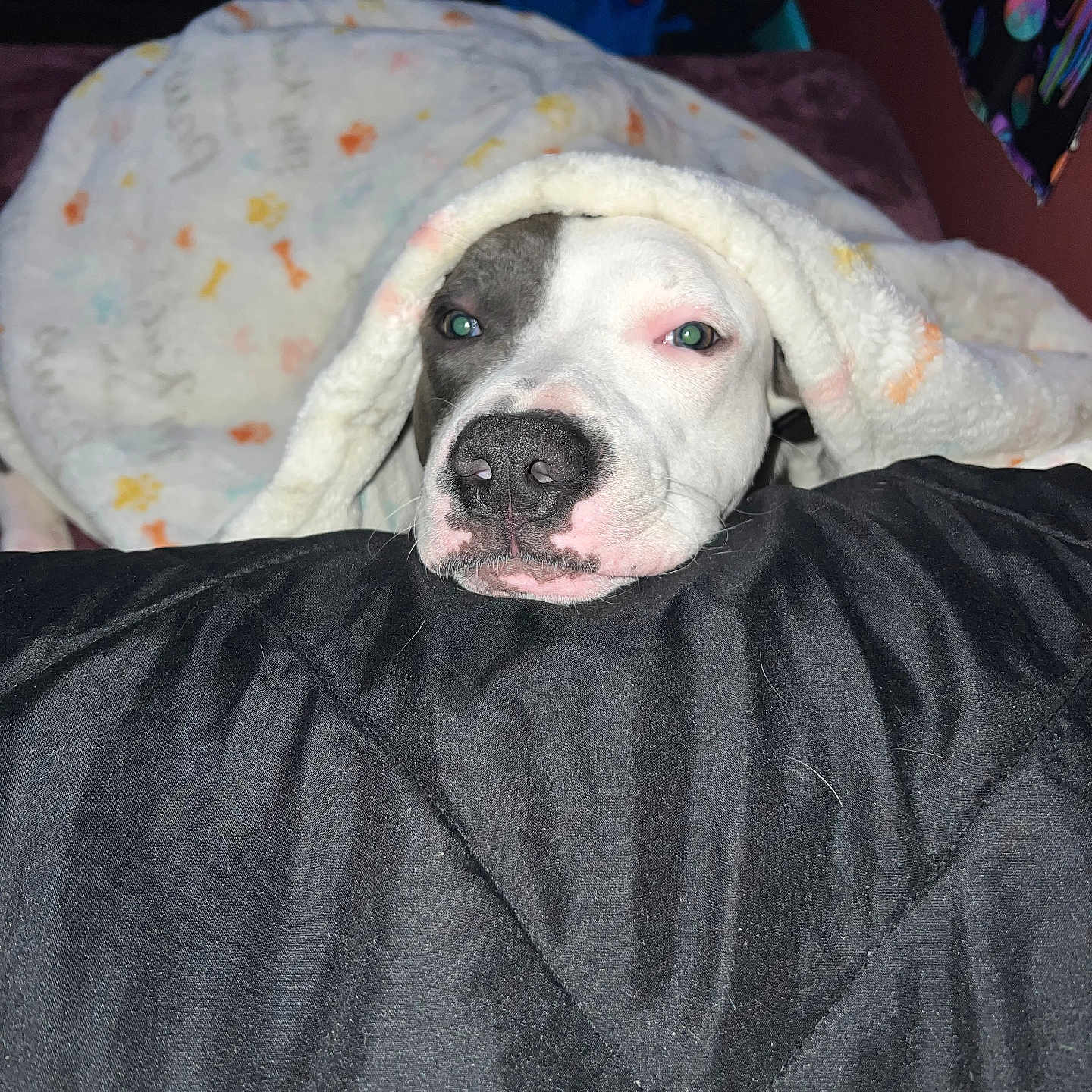 Kushy joined the competition — help win amazing prizes! animal, bedroom, black_and_white, black_nose, blanket, closeup, comfort, cozy, cushion, cute, dog, face, fur, indoor, pet, relaxed, resting, sleepy, snuggled, white_fur