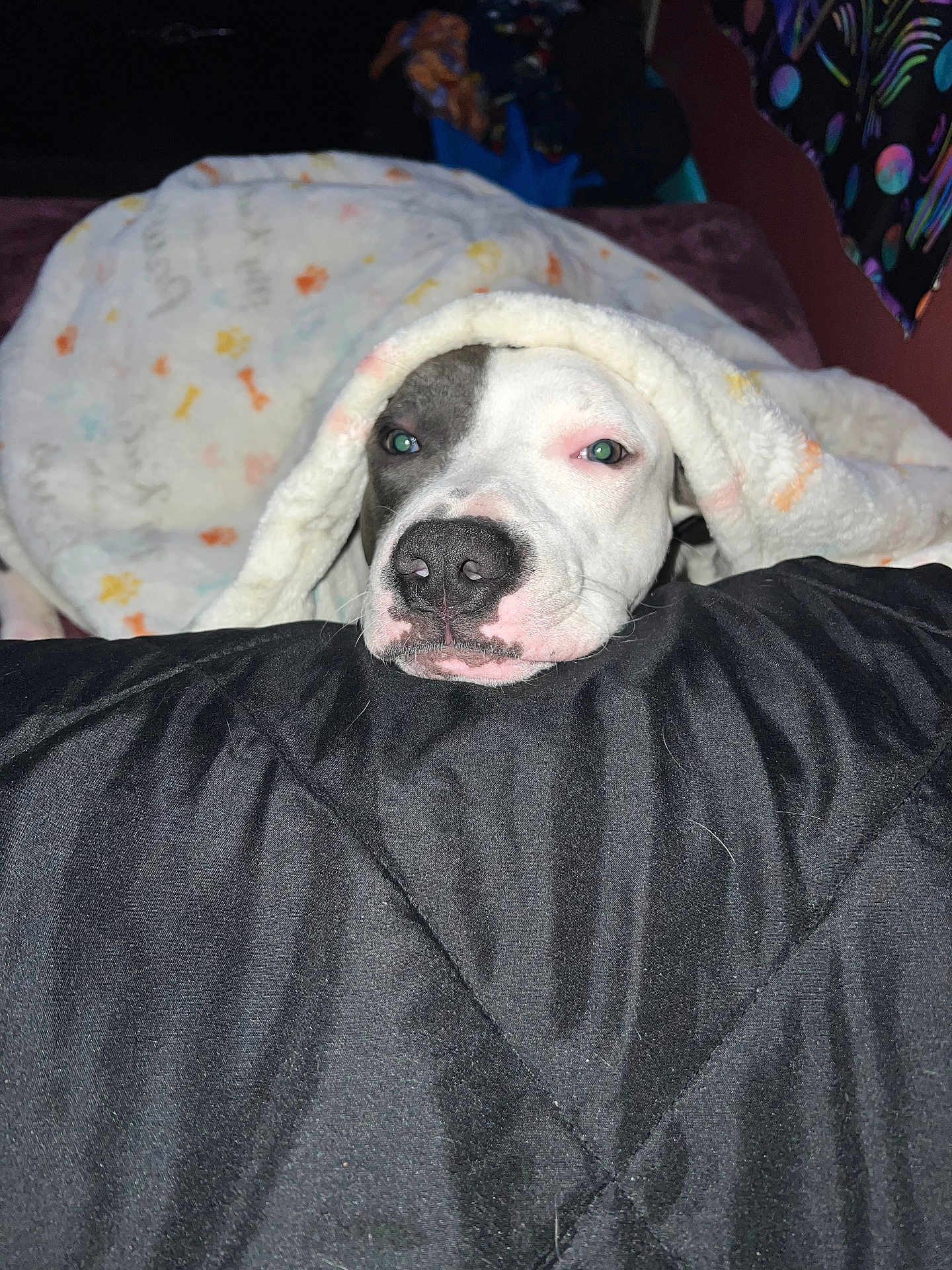 Kushy joined the competition — help win amazing prizes! dog, blanket, resting, cozy, indoor, pet, black_nose, white_fur, black_and_white, cushion, sleepy, comfort, snuggled, fur, closeup, face, bedroom, relaxed, cute, animal