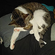 Ryuk joined the competition — help win amazing prizes! animal, cat, claws, cozy, curled_up, cute, domestic_cat, feline, fur, indoor, paw_pads, pet, pillow, relaxing, resting, sleeping, tabby, tail, whiskers, white_fur