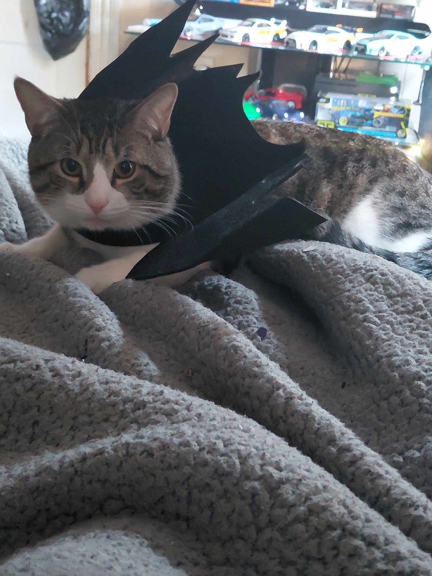Ryuk joined the competition — help win amazing prizes! cat, costume, bat_wings, blanket, indoor, pet, feline, fur, tabby, resting, cute, toy_cars, shelf, home, cozy, curious, animal, soft_texture, relaxed, portrait