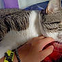 blanket, bracelet, cat, chin_scratch, closeup, comfort, cozy, domestic_cat, fur, hand, human_interaction, indoor, pet, relaxed, resting, sleepy, tabby, whiskers, white_fur, wristband