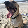 Major joined the competition — help win amazing prizes! animal, beach, canine, collar, daytime, dog, fur, happy, nature, ocean, outdoor, pet, relaxed, sand, sitting, smiling, sunny, tail, tongue_out, waves