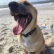 Major joined the competition — help win amazing prizes! animal, beach, canine, collar, daytime, dog, fur, happy, nature, ocean, outdoor, pet, relaxed, sand, sitting, smiling, sunny, tail, tongue_out, waves