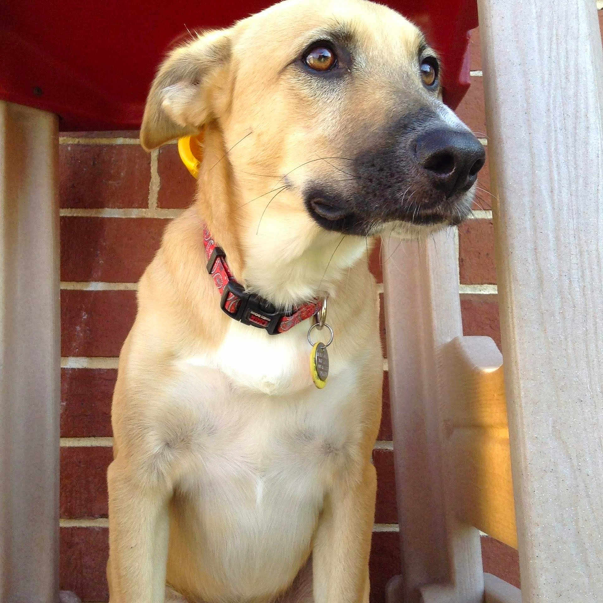 Major joined the competition — help win amazing prizes! animal, brick_wall, brown, calm, canine, closeup, collar, dog, domestic_animal, ears, fur, looking_away, outdoor, pet, portrait, side_view, sitting, snout, tag, wooden_chair