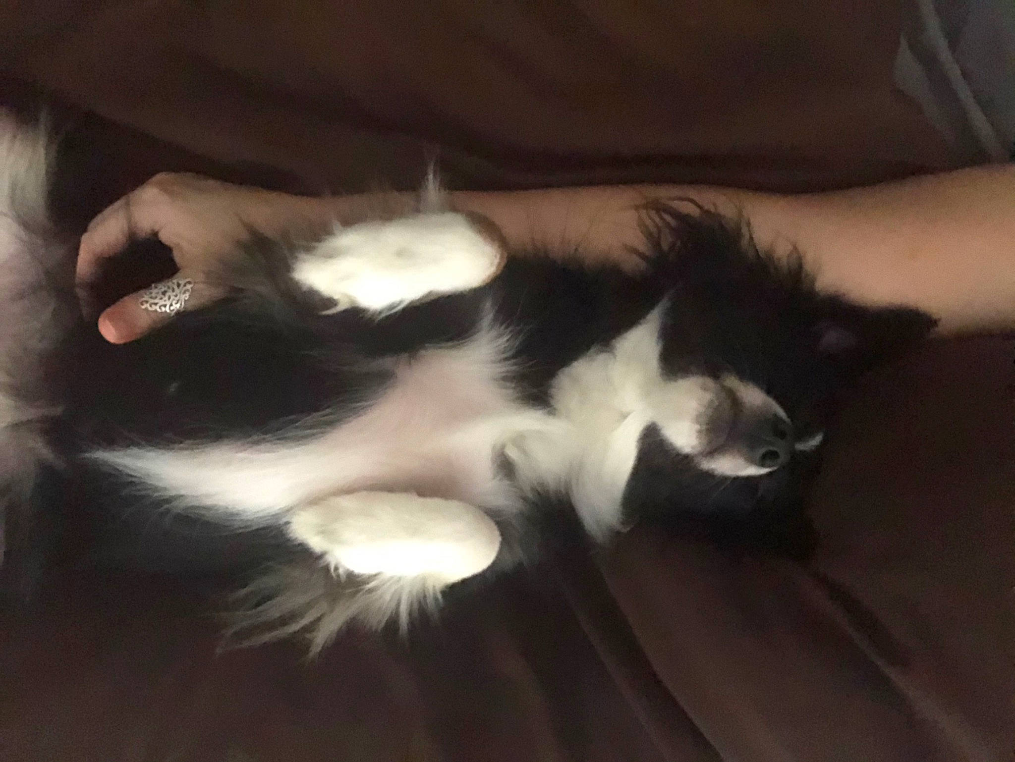 Mia is registered to the contest to win money with this photo: canidae, carnivore, cat, companion_dog, dog_breed, ear, felidae, fur, kitten, paw, small_to_medium_sized_cats, tail, whiskers