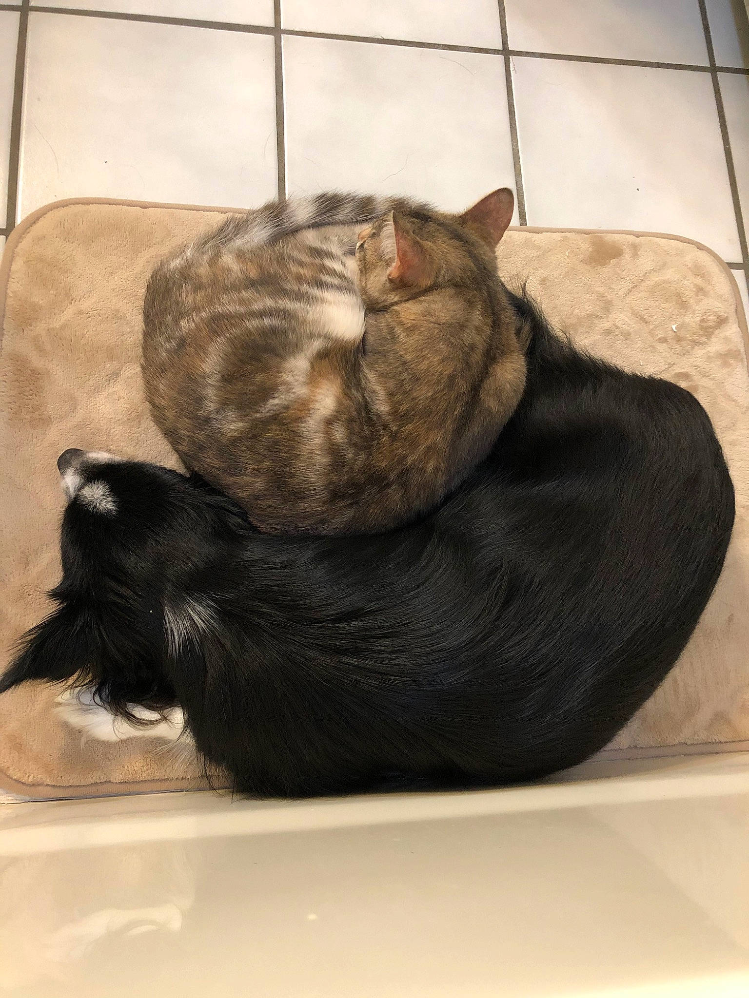 Mia is registered to the contest to win money with this photo: asian, carnivore, cat, comfort, domestic_short_haired_cat, ear, european_shorthair, felidae, fur, nap, small_to_medium_sized_cats, tail, whiskers