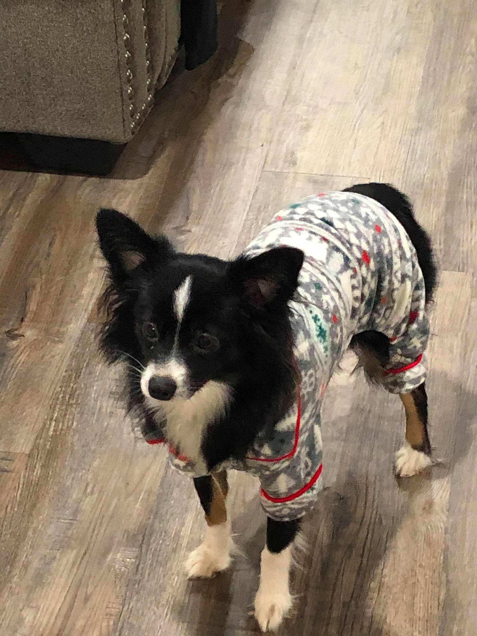 Mia joined the competition — help win amazing prizes! border_collie, canidae, carnivore, companion_dog, dog, dog_breed, dog_clothes, mammal, papillon, snout, sporting_group