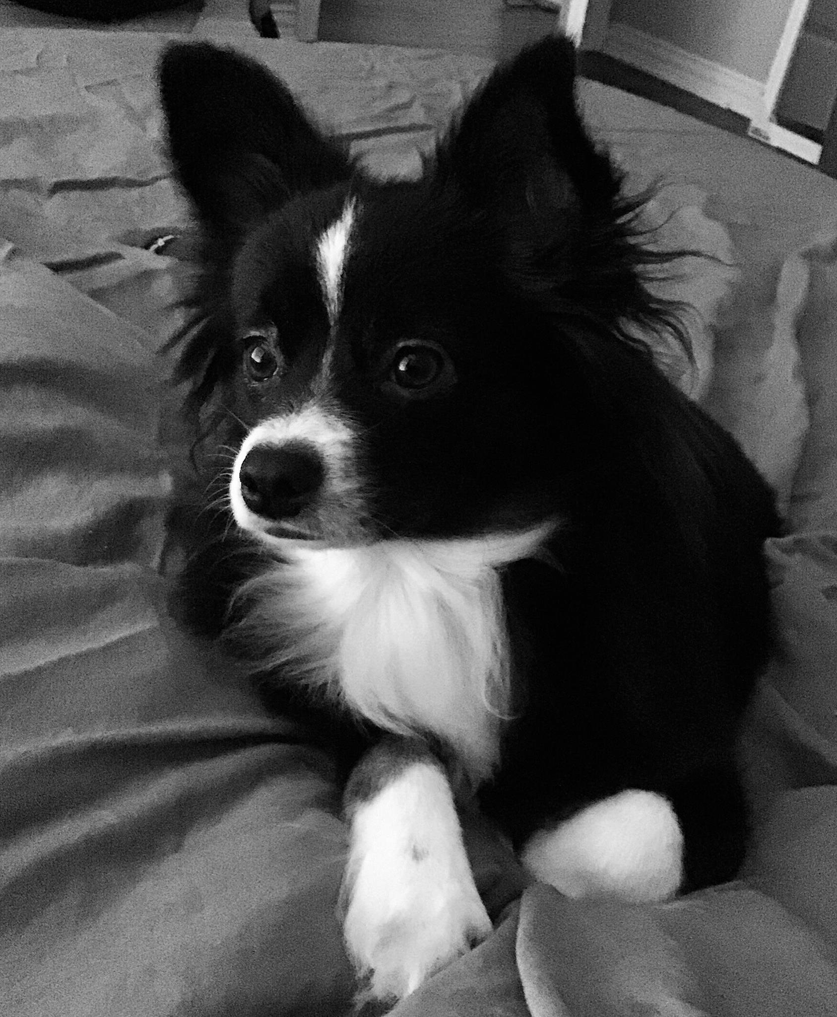 Mia is registered to the contest to win money with this photo: australian_collie, black, black_and_white, border_collie, canidae, carnivore, companion_dog, dog, dog_breed, herding_dog, mammal, puppy, snout, style, vertebrate, whiskers