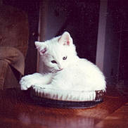 Nicky joined the competition — help win amazing prizes! kitten, white_cat, cat, pie_dish, wooden_table, indoor, armchair, curious, cozy, vintage, feline, pet, fur, resting, animal, small, cute, domestic, table, furniture