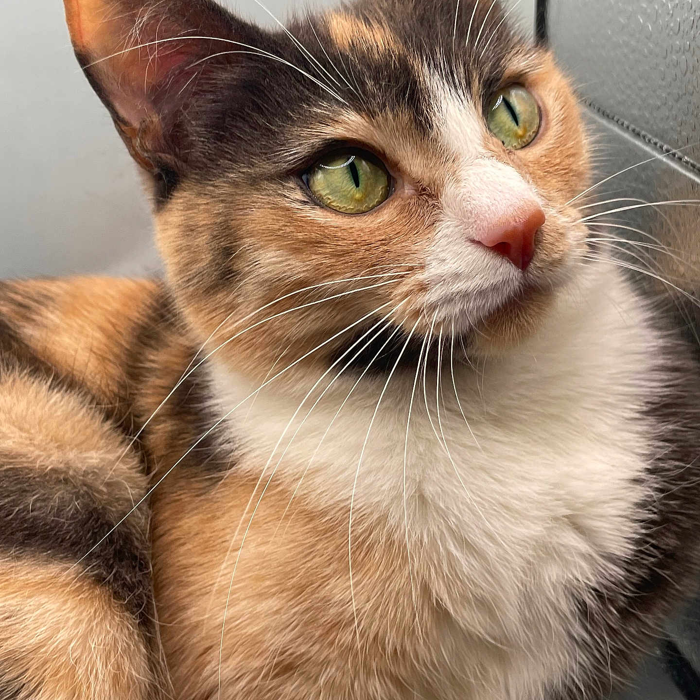 Bean Sprout is registered to the contest to win money with this photo: abyssinian, angora, animal, brasssection, cat, horn, kitten, manx, musicalinstrument, pet, siamese