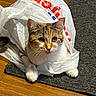 animal, cat, cozy, curious, cute, domestic_animal, eyes, feline, fur, household, indoor, paws, pet, plastic_bag, playful, resting, rug, tabby_cat, whiskers, wood_floor