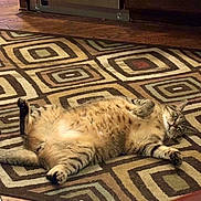 Steve joined the competition — help win amazing prizes! cat, tabby, lying_down, belly_up, indoor, rug, patterned_rug, wood_floor, relaxed, pet, feline, striped, animal, domestic, cute, fur, whiskers, paw, ears, floor