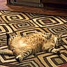 cat, tabby, lying_down, belly_up, indoor, rug, patterned_rug, wood_floor, relaxed, pet, feline, striped, animal, domestic, cute, fur, whiskers, paw, ears, floor