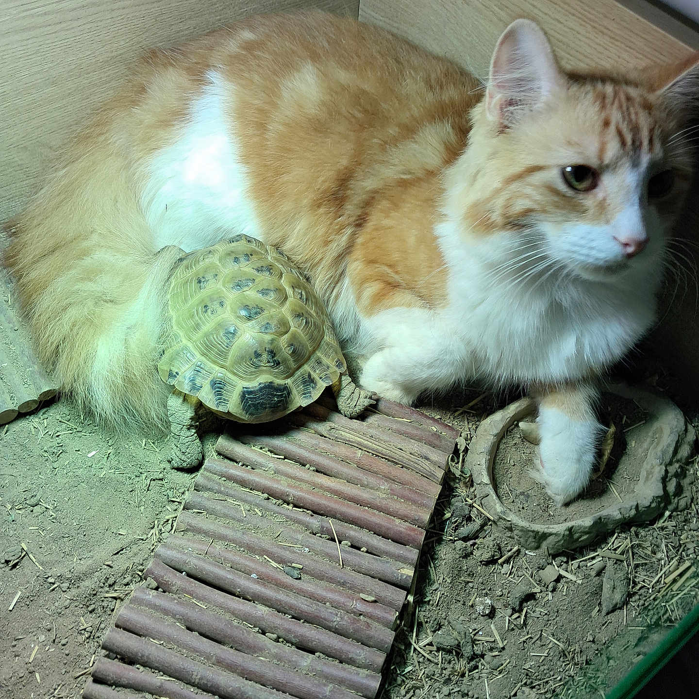 Henry joined the competition — help win amazing prizes! animal, cat, closeup, companion, cute, enclosure, friendly, fur, ground, indoor, orange_cat, pet, relaxing, resting, shell, slow_animal, tortoise, twig_bridge, white_cat, wooden_corner