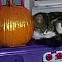 cat, pumpkin, purple_surface, tabby_cat, sleeping, indoor, decor, orange, autumn, cozy, pet, feline, still_life, home, cute, animal, resting, holiday, seasonal, quiet