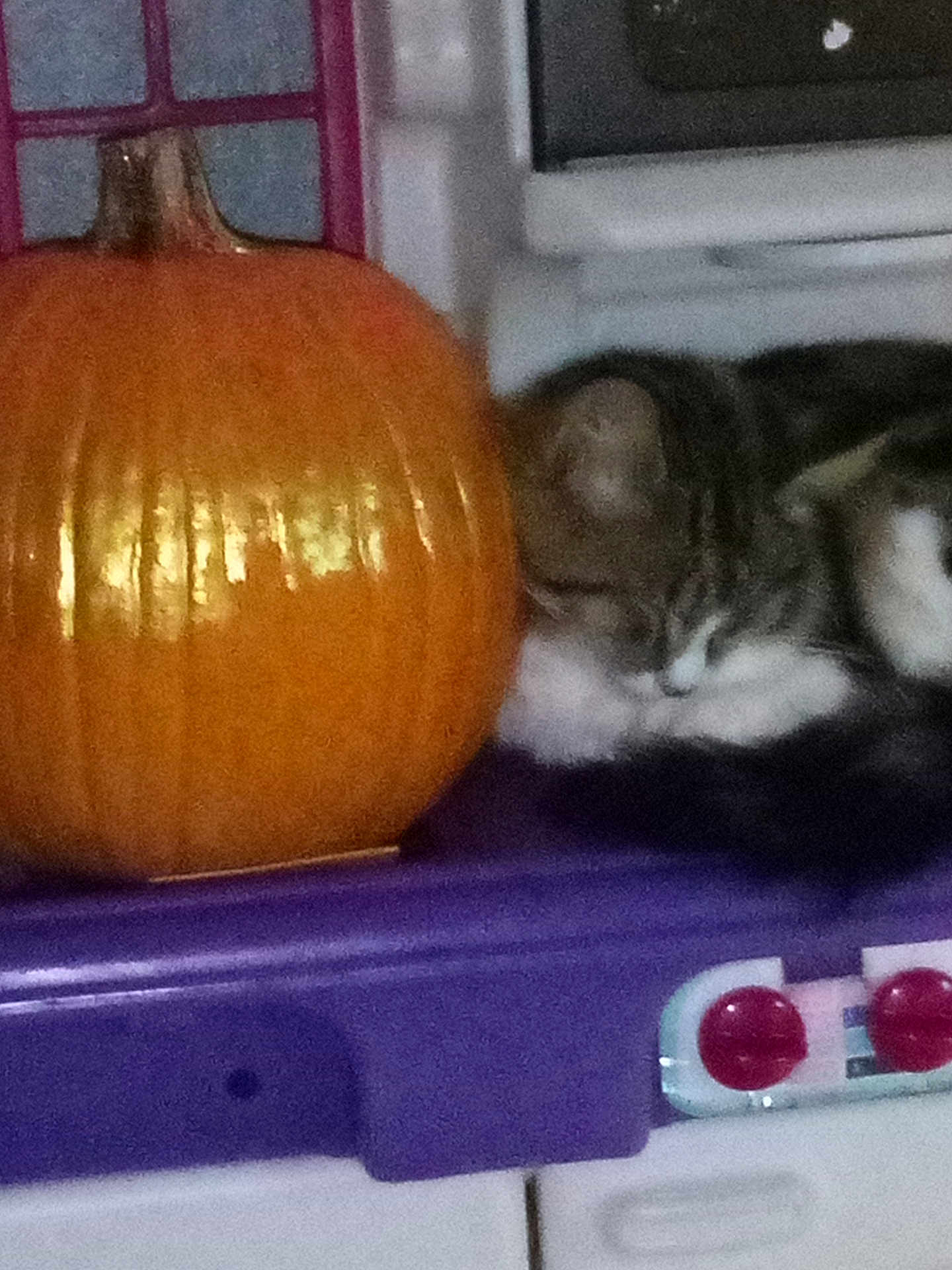 Scooter is registered to the contest to win money with this photo: cat, pumpkin, purple_surface, tabby_cat, sleeping, indoor, decor, orange, autumn, cozy, pet, feline, still_life, home, cute, animal, resting, holiday, seasonal, quiet
