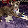 animal, background, brown_dog, carpet, chewed_toy, collar_tag, dog, domestic, flash, floor, glowing_eyes, indoor, looking_at_camera, lying_down, pet, play, purple_collar, shoes, toy, white_paws