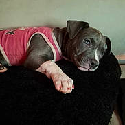 Baby Girl is registered to the contest to win money with this photo: bed, blanket, close_up, clothing, cute, dog, ear, fur, indoor, muzzle, nose, painted_nails, paw, pet, pink_shirt, pit_bull, portrait, puppy, resting, sleepy