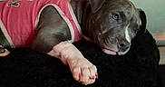 Baby Girl is registered to the contest to win money with this photo: bed, blanket, close_up, clothing, cute, dog, ear, fur, indoor, muzzle, nose, painted_nails, paw, pet, pink_shirt, pit_bull, portrait, puppy, resting, sleepy