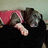 bed, blanket, close_up, clothing, cute, dog, ear, fur, indoor, muzzle, nose, painted_nails, paw, pet, pink_shirt, pit_bull, portrait, puppy, resting, sleepy