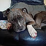 animal, brown_dog, canine, close_up, companion, cute, dog, fur, home, indoor, leather_chair, looking_at_camera, lying_down, paw, pet, pink_nails, relaxed, resting, sofa, white_paw