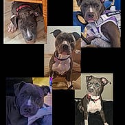 Babygirl joined the competition — help win amazing prizes! dog, pitbull, collage, indoor, service_dog, harness, collar, sitting, lying_down, portrait, hardwood_floor, paws, ears, face, eyes, blanket, chair, black_background, pet, cute