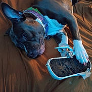 Babygirl joined the competition — help win amazing prizes! animal, bed, black_fur, brown, canine, chewed, collar, cute, dog, domestic, fur, indoor, laying, paw, pet, relaxed, resting, shoe, sleepy, white_paw
