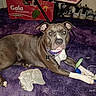 Babygirl joined the competition — help win amazing prizes! animal, box, canine, casual, chewed_toy, collar, dog, domestic_animal, floor, furniture, household, indoor, laying_down, looking_at_camera, mammal, pet, pet_accessory, purple_carpet, shoes, toy