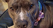 Babygirl is registered to the contest to win money with this photo: animal, bow, brown, calm, canine, close_up, collar, dog, ears, face, furniture, indoor, leather_chair, nails, paw, pet, pink_nails, pitbull, resting, white_markings